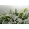 17.7" Faux Lamb's Ear Wreath